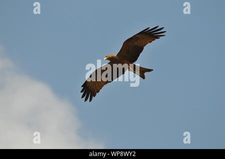 Ethiopian bird of pray Stock Photo