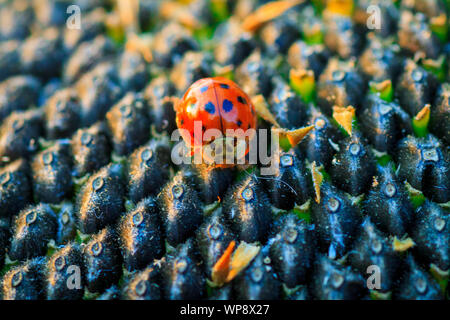 Bright red dotted ladybug on ripe black sunflower seeds in a farmer's field in summer. Ladybug - bug. Natural insecticide that destroys pests of crops. A closeup of a ladybug. Stock Photo