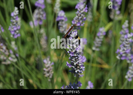 mammoth wasp Latin megascolia maculata family scoliidae the largest wasp in Europe this is a male with a black head feeding on lavender in Italy Stock Photo