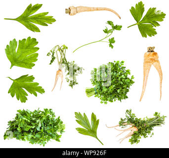 various roots and greens of parsley plant isolated on white background Stock Photo