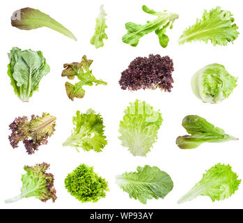 various fresh leaves of lettuce (lactuca) isolated on white background Stock Photo