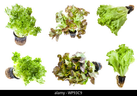 various lettuces (leaf salad) in pots isolated on white background Stock Photo