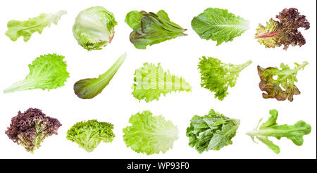 various fresh leaves of lettuce vegetables isolated on white background Stock Photo