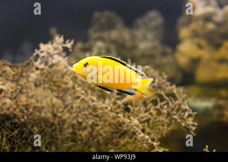 African Malawi Cichlid swimming underwater close up. Stock Photo