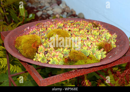 rusty Vintage metal tub with succulents and moss as a garden decoration, red rusty iron bowl with flowering moss and colorful succulents Stock Photo