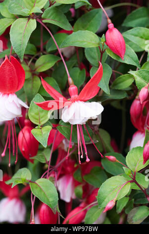 Fuchsia 'Lady in Red' Stock Photo