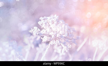 Dry grass against the blue sky in winter. Dry the umbrellas of plants covered with frost, upright. Shining cold in the winter woods. Christmas backgro Stock Photo