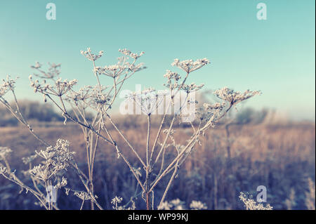 Dry grass against the blue sky in winter. Dry the umbrellas of plants covered with frost, upright. Shining cold in the winter woods. Christmas backgro Stock Photo