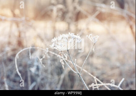 Dry grass against the blue sky in winter. Dry the umbrellas of plants covered with frost, upright. Shining cold in the winter woods. Christmas backgro Stock Photo