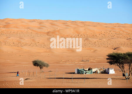Bedouin settlement with camels and goats in the Wahiba Sands, desert in Oman Stock Photo
