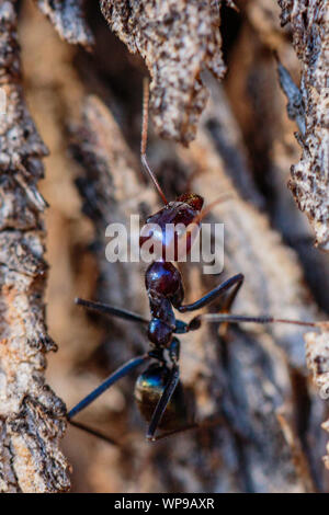 Meat Ant climbing a tree at Garran, ACT, Australia on a winter morning in August 2019 Stock Photo