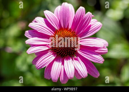 A top down portrait of a echinacea purpurea, or magnus superior, with beautiful purple petals and a red swirl pattern core. Stock Photo