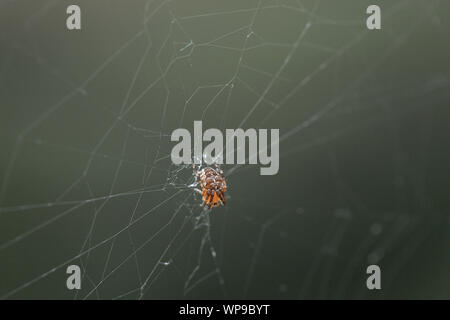 Spider sitting in the centre of his own web Stock Photo