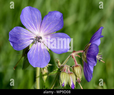 Wiesenstorchschnabel, Geranium pratense ist eine wildwachsende Wiesenblume mit lila Blueten. Meadow-storkbill, Geranium pratense is a wild-growing mea Stock Photo