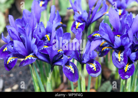 Iris reticulata Pixie blue flowers Stock Photo