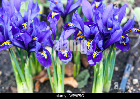 Iris reticulata Pixie clumps Stock Photo