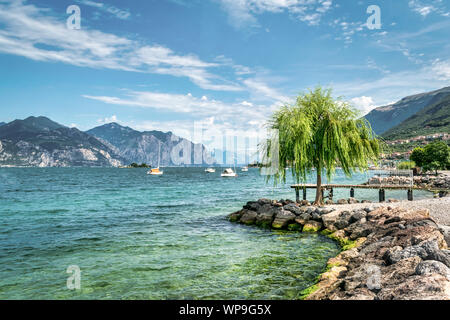 A willow tree on the shores of Lake Garda in Italy Stock Photo