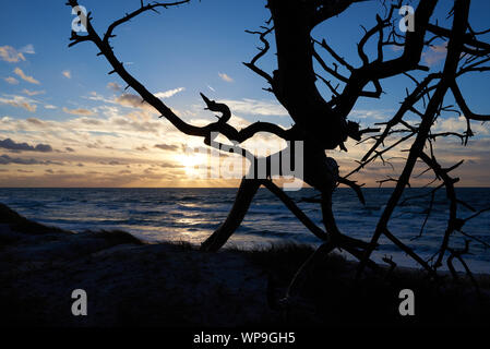 Picturesque, colorful sunset over the Baltic Sea with glowing clouds, small waves and the sillouette of a fallen tree in the foreground. Stock Photo