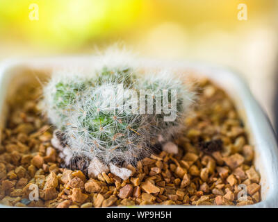 Small Cactus in metal bucket and blur background Stock Photo