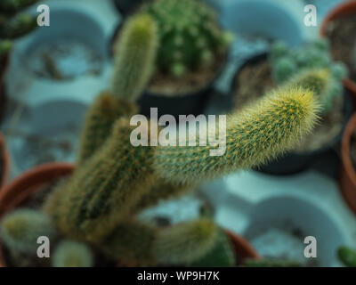 Abstract Cactus in metal bucket and blur background Stock Photo