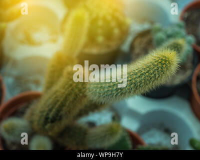 Abstract Cactus in metal bucket and blur background Stock Photo