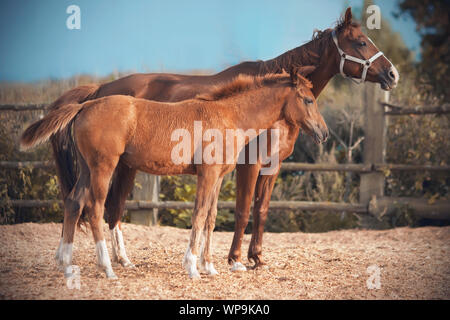 A red-haired, unsaddled horse, clad in a halter, walks with his red-haired little colt in the paddock, which is in the field. Stock Photo