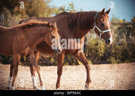 Cute fluffy red colt walks with his mother, whose muzzle is wearing a halter, in the paddock on the farm. Stock Photo