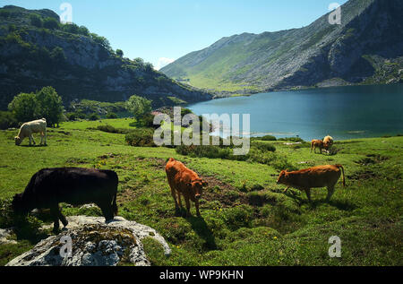 Scenic view of meadow, lake and cows grazzing in Covadonga lake Stock Photo