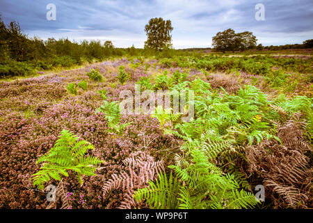 Heather flowering on Dunwich Heath. Stock Photo