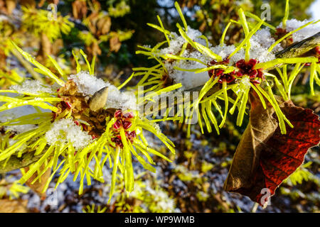 Witch Hazel winter garden snow on a flower, Hamamelis close up tree blossom winter flowering shrubs Stock Photo