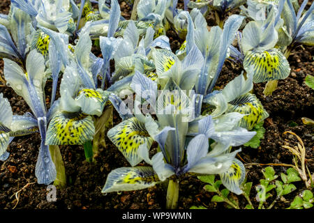 Iris reticulata 'Katherine Hodkin' flower Stock Photo