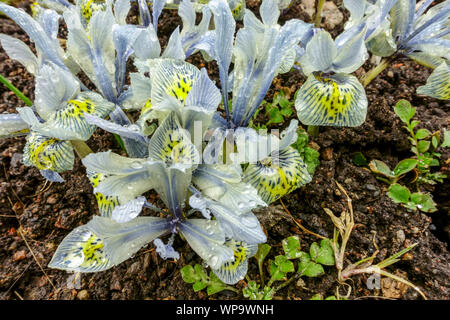 Iris reticulata 'Katherine Hodkin' flower Stock Photo