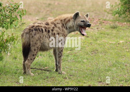 Spotted hyena yawning, Masai Mara National Park, Kenya. Stock Photo