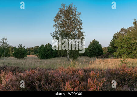 Scenic panorama of a german heather landscape in autumn with purple flowering erica plants, birches and a clear blue skye with sunshine Stock Photo
