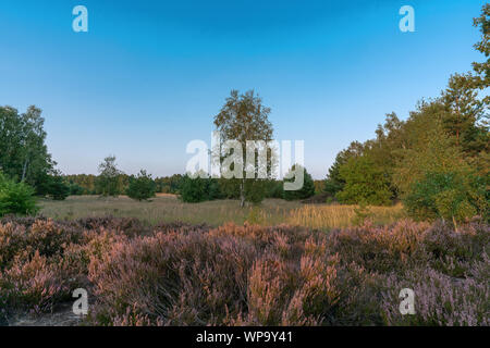 Scenic panorama of a german heather landscape in autumn with purple flowering erica plants, birches and a clear blue skye with sunshine Stock Photo