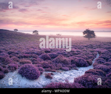 Spectacular skies over Roydon Common on a misty summer morning. Stock Photo