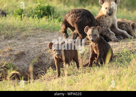 Group of spotted hyena cubs (crocuta crocuta) by their den, Masai Mara National Park, Kenya. Stock Photo