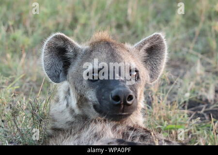 Spotted hyena (crocuta crocuta) face closeup, with a scar on the nose, Masai Mara National Park, Kenya. Stock Photo