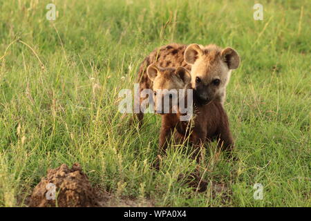 Two spotted hyena cubs (crocuta crocuta) of different size and age, Masai Mara National Park, Kenya. Stock Photo