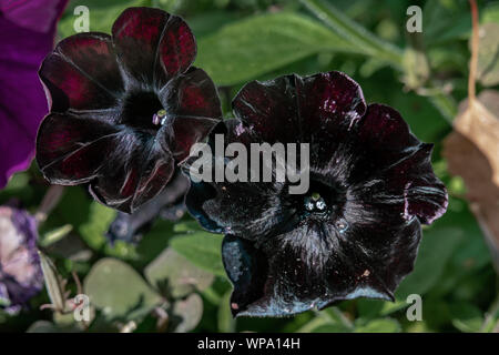 Close up of two rare black petunia flowers blooming Stock Photo