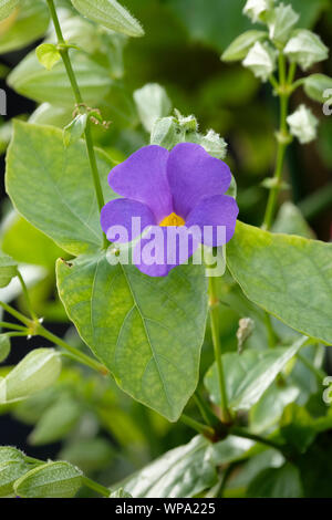 Single flower of Thunbergia battiscombei, blue glory vine, blue clock vine, clock vine blue boy growing on plant Stock Photo