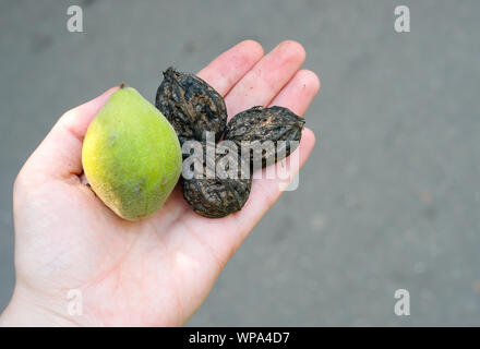 Green walnuts in a green shell and peeled from it in a female hand. Close up view Stock Photo