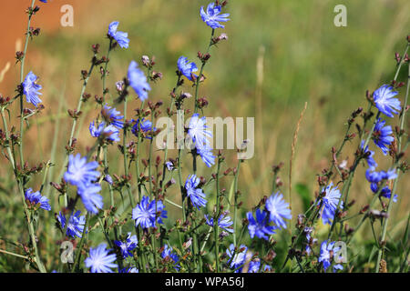 Chicory wild flowers, Cichorium intybus. Stock Photo