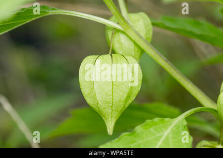 Fresh, unripe, green cape gooseberry still attached to its tree. Hanging cape gooseberries are also known as tino-tino in the Philippines. Stock Photo