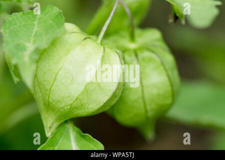 Fresh, unripe, green cape gooseberry still attached to its tree. Hanging cape gooseberries are also known as tino-tino in the Philippines. Stock Photo