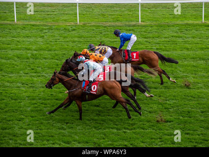 Italian Tourist Board Festival of Food and Wine, Ascot Racecourse, Ascot, Berkshire, UK. 7th September, 2019. Neck and neck for these horses. Credit: Maureen McLean/Alamy Stock Photo