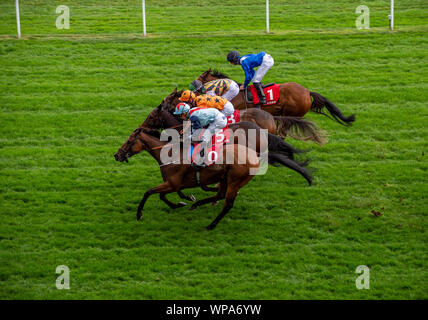 Italian Tourist Board Festival of Food and Wine, Ascot Racecourse, Ascot, Berkshire, UK. 7th September, 2019. Neck and neck for these horses. Credit: Maureen McLean/Alamy Stock Photo