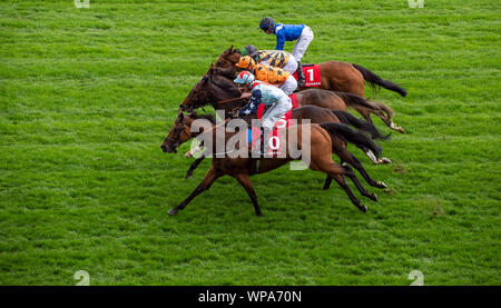 Italian Tourist Board Festival of Food and Wine, Ascot Racecourse, Ascot, Berkshire, UK. 7th September, 2019. Neck and neck for these horses. Credit: Maureen McLean/Alamy Stock Photo