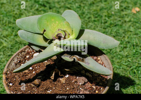Mealybug damage to a Crassula falcata plant. Close up of a plant that has been damaged by mealybug Stock Photo