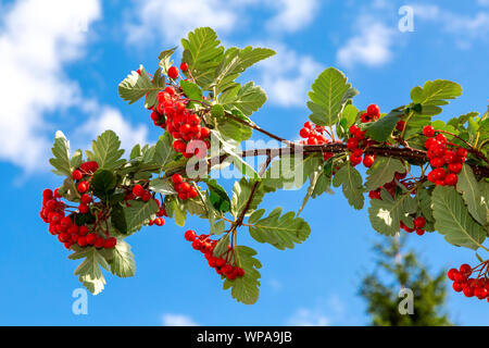 Red berries and rowan leaves against the blue sky Stock Photo